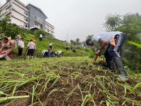 Sikkim Orchids Transform Kashmir: Pioneering Workshop Introduces 400 Cymbidium Plants, Revolutionizing Valley's Floriculture