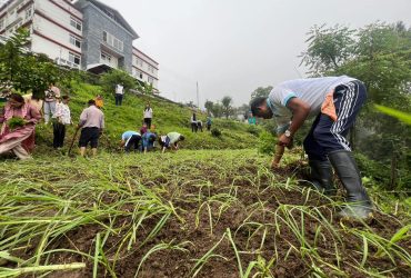 Sikkim Orchids Transform Kashmir: Pioneering Workshop Introduces 400 Cymbidium Plants, Revolutionizing Valley's Floriculture